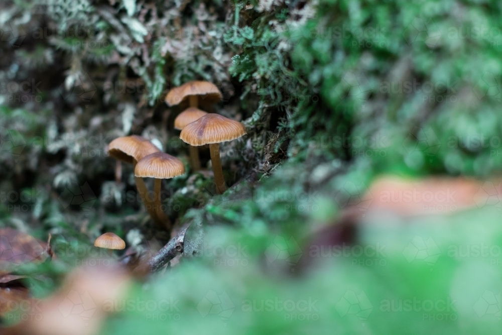 Extreme close up of tiny mushrooms growing amongst the moss of the forest floor - Australian Stock Image