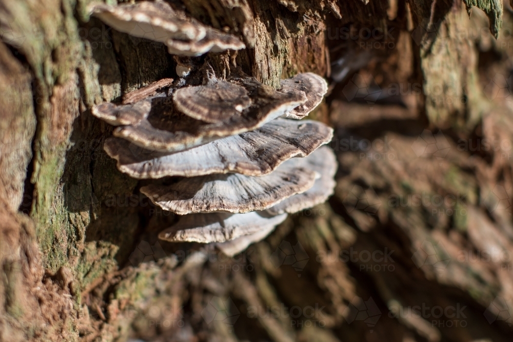 Extreme close up of turkey tail fungi growing out of old decaying tree trunk - Australian Stock Image