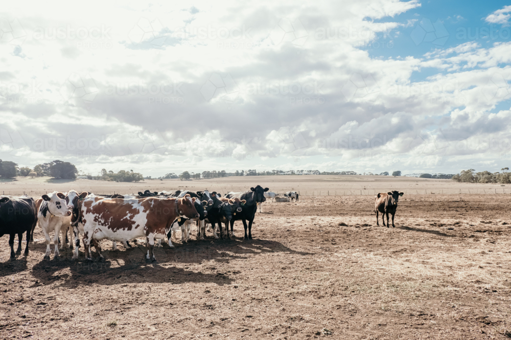 Extremely dry paddock with dairy cows during a drought. - Australian Stock Image