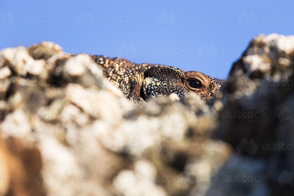 Eye of a goanna peering over rocks - Australian Stock Image