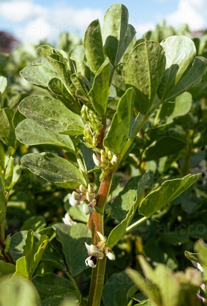 Faba Bean Crop in a Paddock - Australian Stock Image