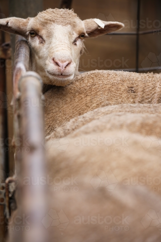 Face of a shorn ewe in a pen on a farm - Australian Stock Image