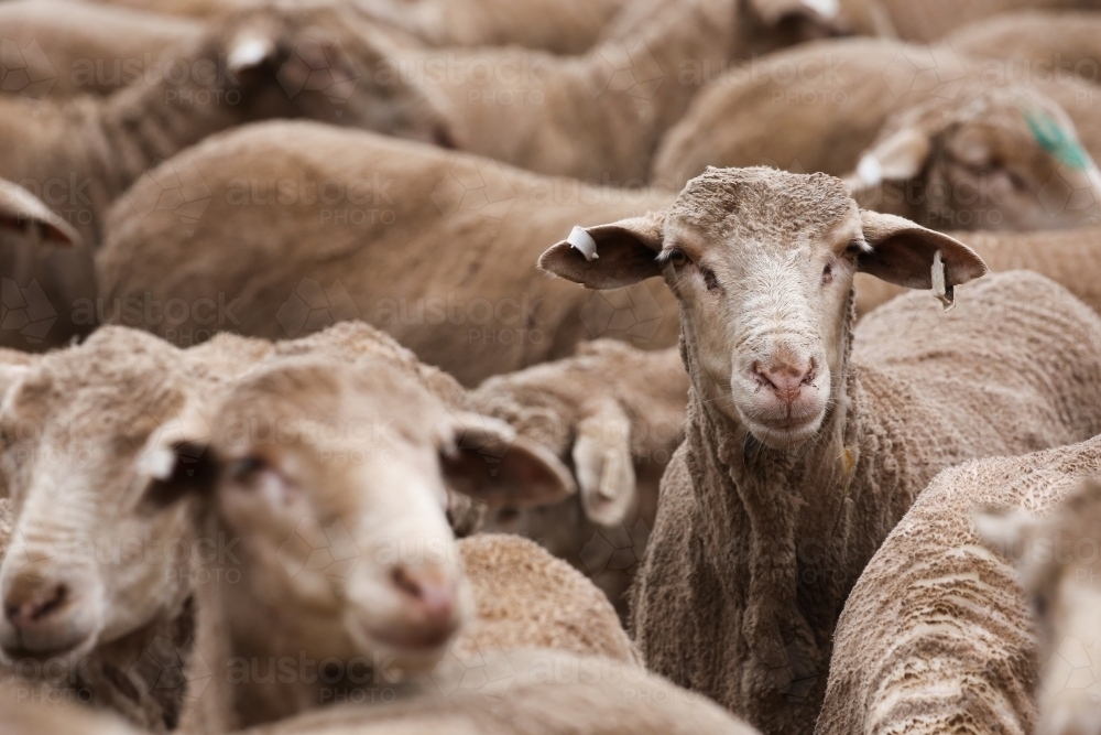 Face of an individual ewe in a mob of shorn sheep - Australian Stock Image