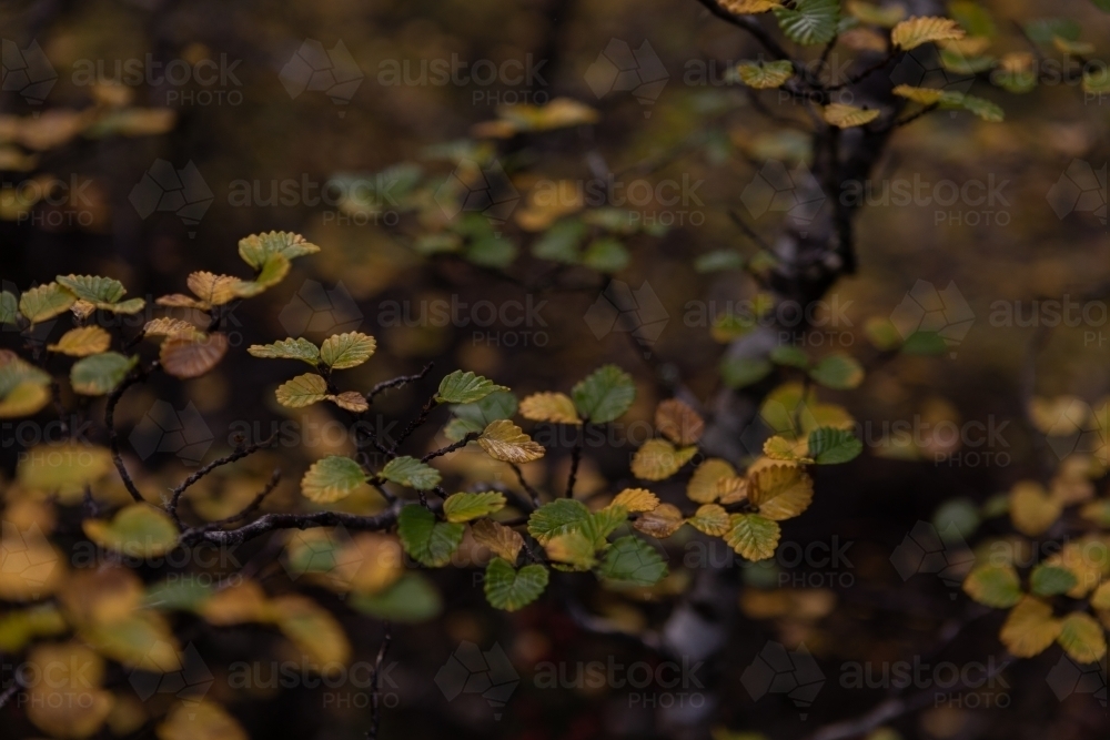 Fagus leaves changing colour - Australian Stock Image