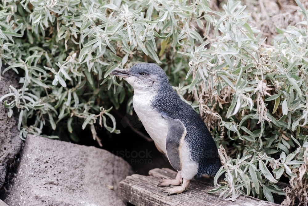 Fairy Penguin, St Kilda Beach, Melbourne, Victoria, Australia - Australian Stock Image