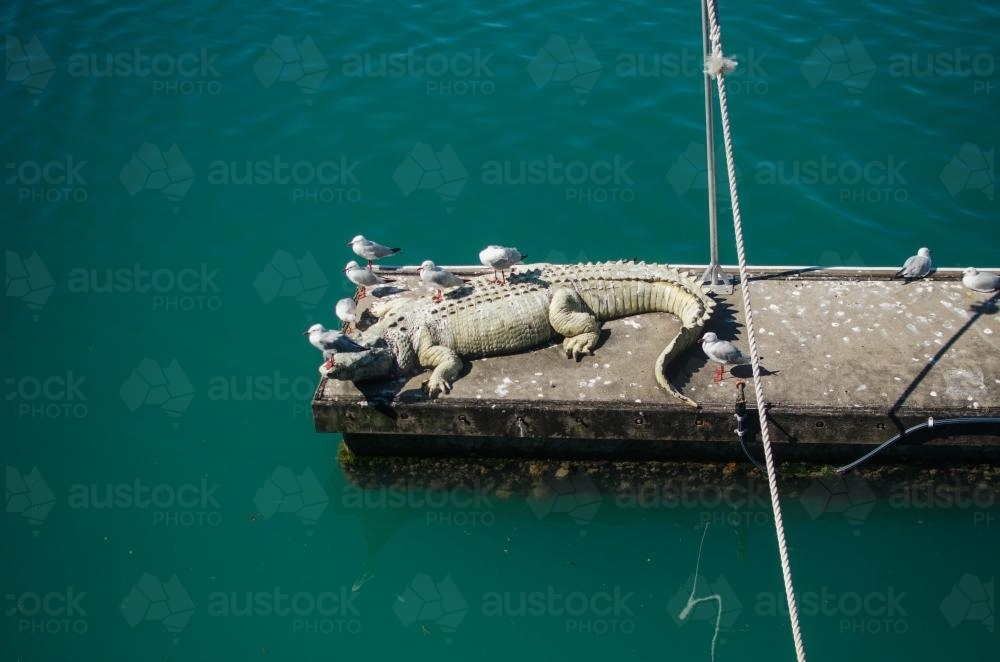 Fake crocodile with seagulls sitting on it near the ocean - Australian Stock Image