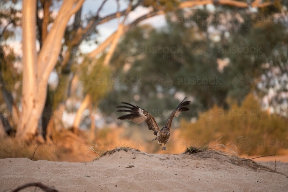 Falcon or eagle swooping in to catch prey in the wild - Australian Stock Image