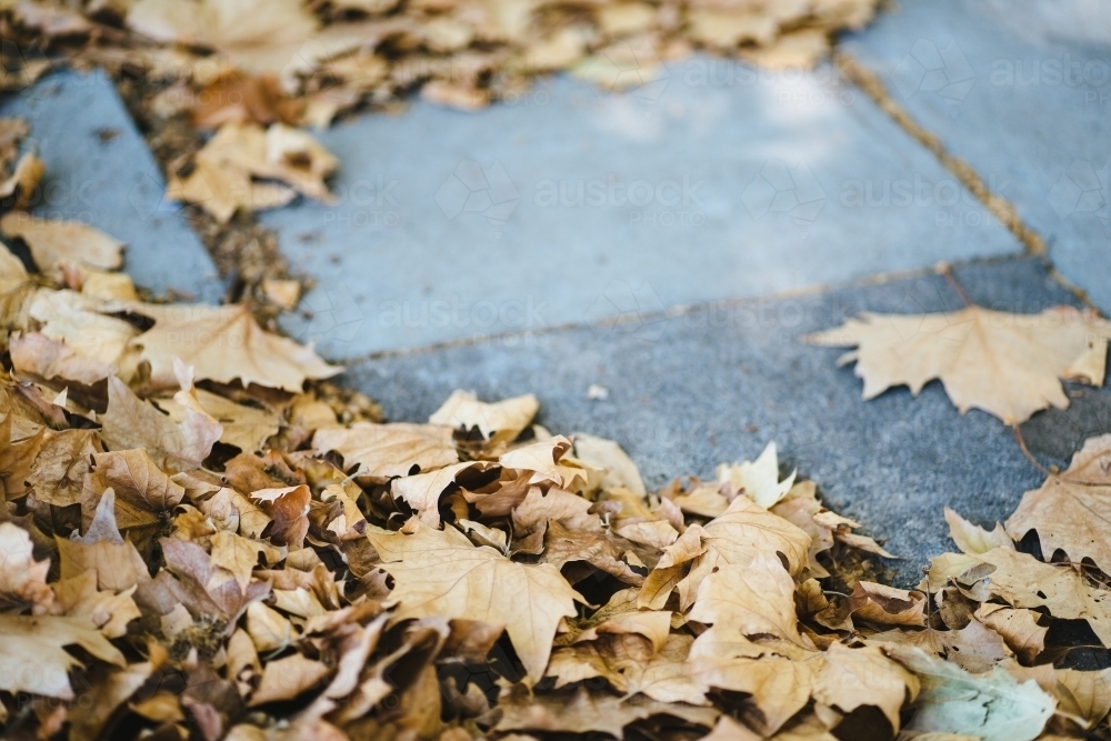Fallen Autumn leaves on concrete background - Australian Stock Image