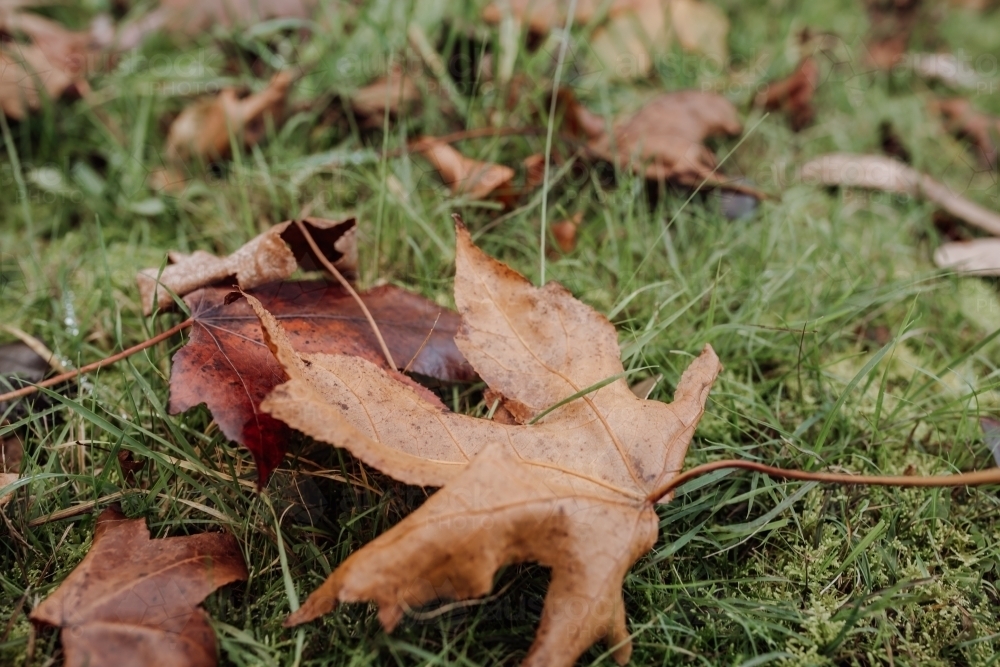 Fallen autumn leaves on grass - Australian Stock Image