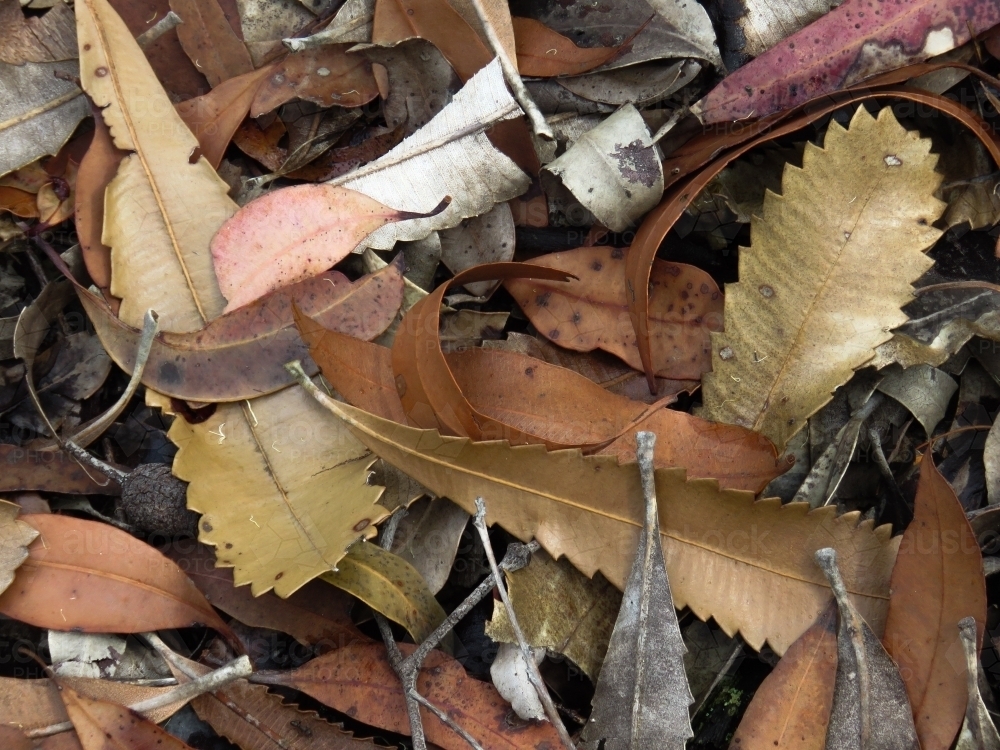 Fallen Banksia leaves, in shades of gold, bronze and silver - Australian Stock Image