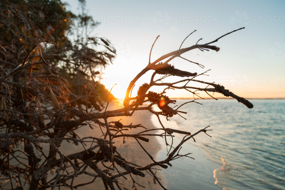 Fallen banksia tree covered in dried seed pods on the beach at Yamba NSW - Australian Stock Image