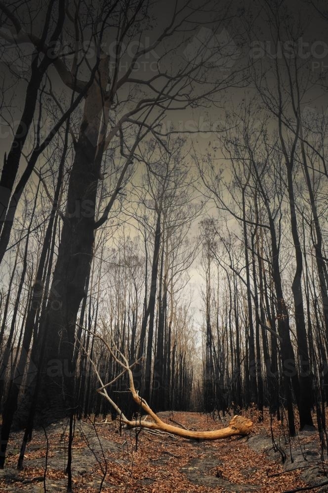 Fallen branch after the bushfire - Australian Stock Image