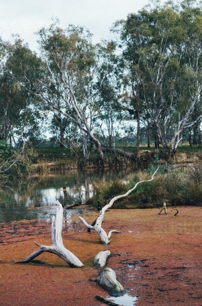 Fallen dead tree submerged in wetlands surrounded by gumtrees - Australian Stock Image