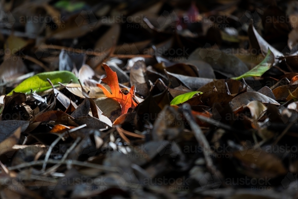 fallen leaves catching shaft of sunlight - Australian Stock Image