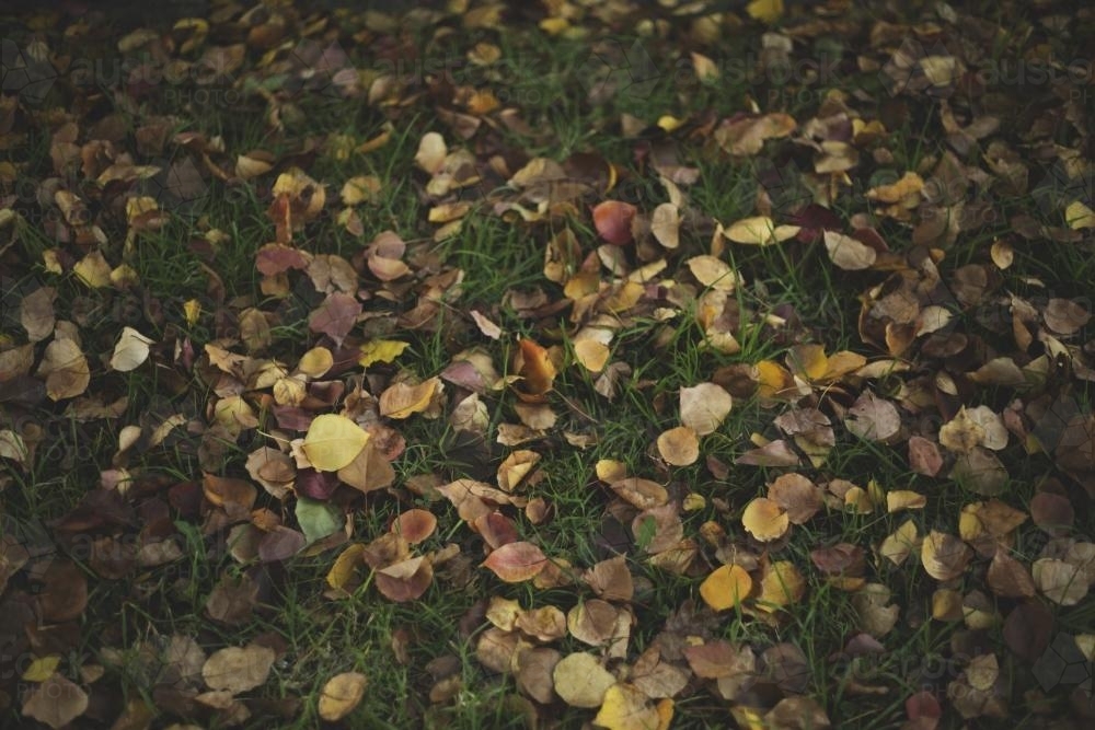 Fallen Leaves on Grass - Australian Stock Image