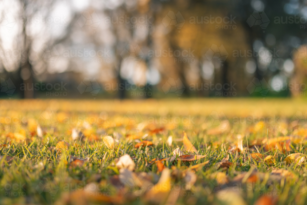 Image of Fallen leaves on the grass at the park in Autumn - Austockphoto