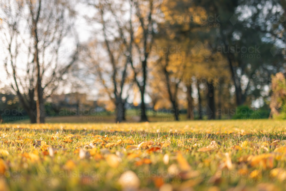 Image of Fallen leaves strewn across the grass at the park in Autumn ...