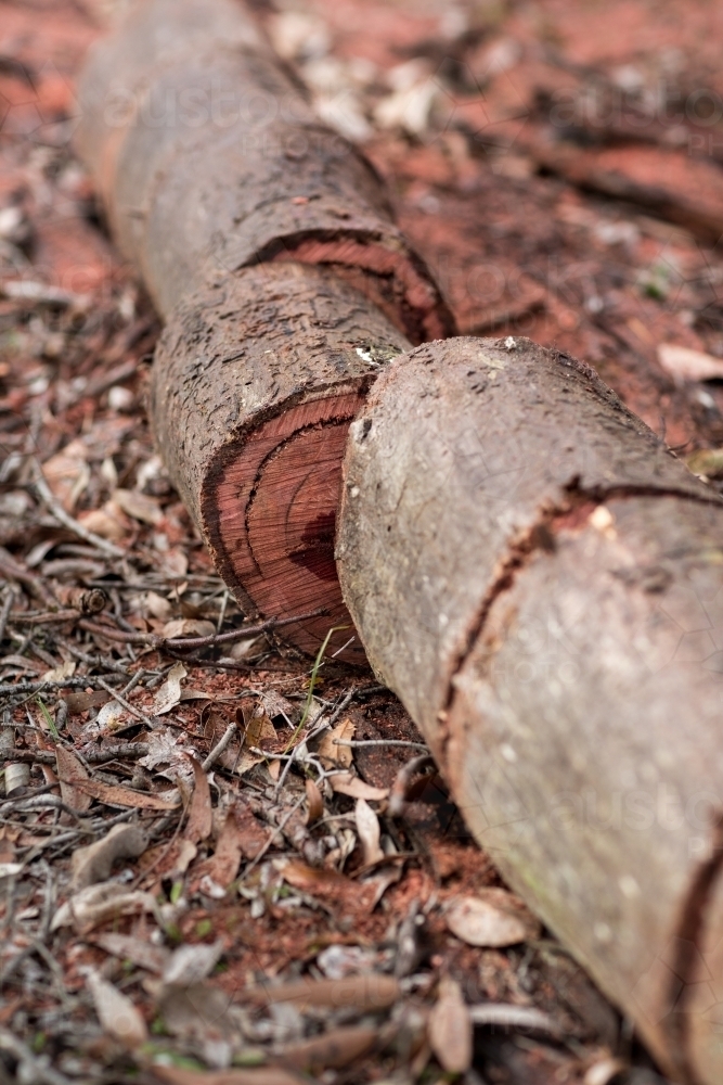 Fallen log cut with chainsaw for firewood - Australian Stock Image