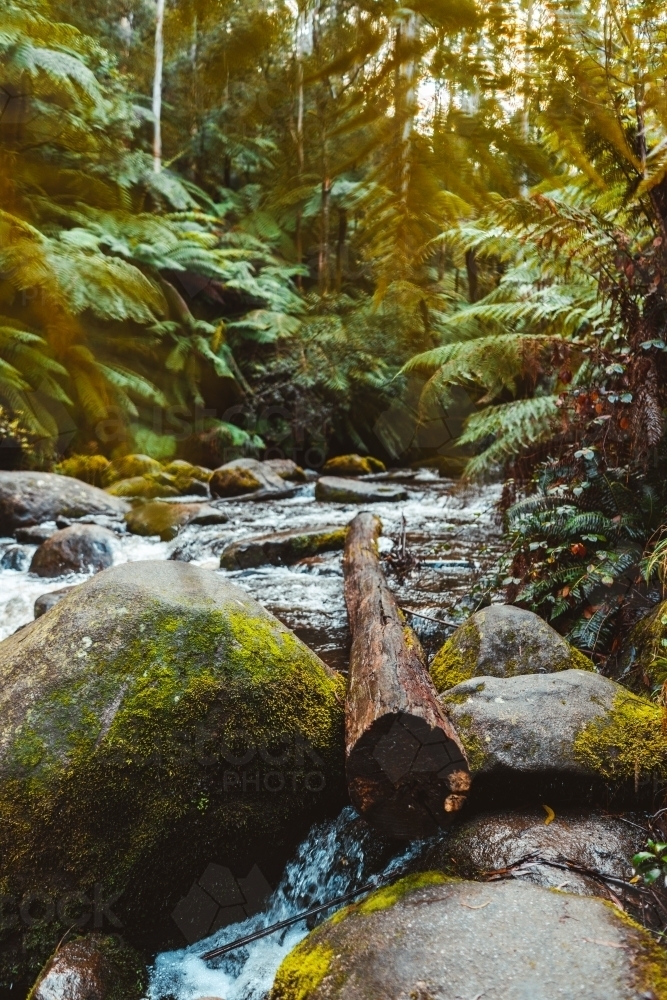 Fallen log onto a running river with foliage - Australian Stock Image