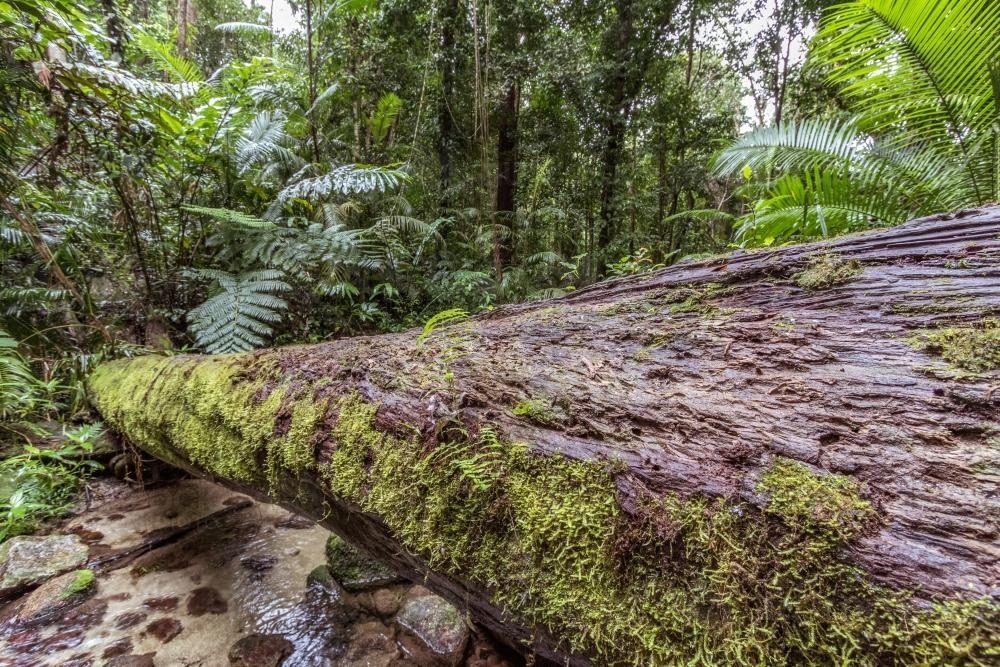 Fallen log over rainforest creek - Australian Stock Image
