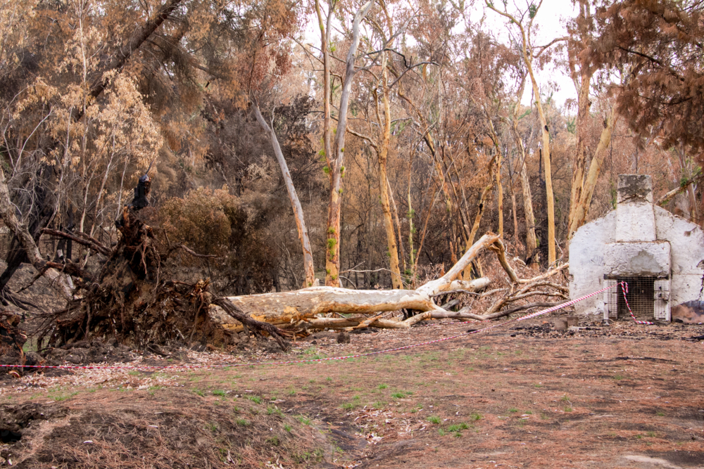 fallen tree and burnt land in aftermath of bushfire - Australian Stock Image