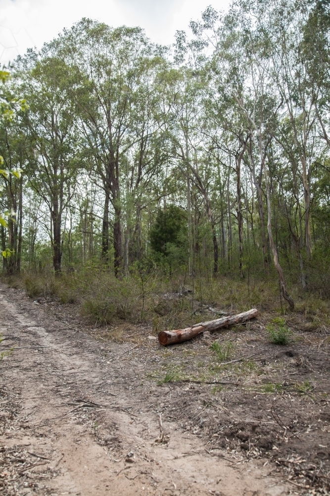 Fallen tree in a gully - Australian Stock Image