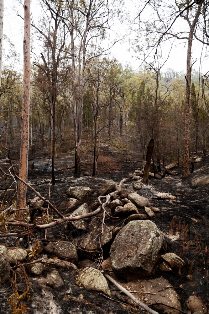 Fallen tree in fire ground over rocks and burnt undergrowth - Australian Stock Image