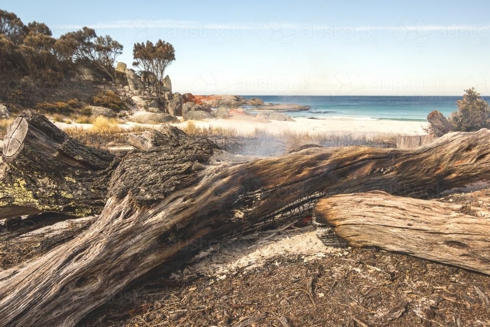 fallen tree on fire next to beach - Australian Stock Image