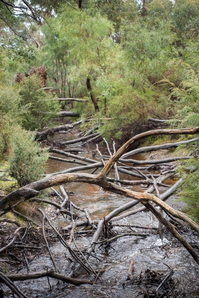 Fallen trees across river in bushland - Australian Stock Image