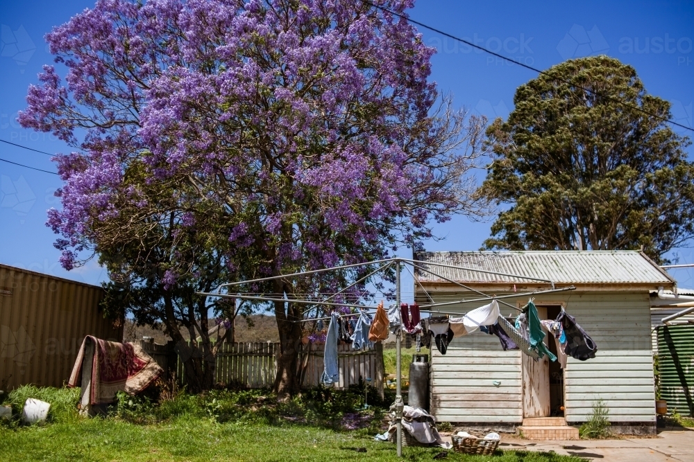Family clothing dry in the wind on a hills hoist clothes line on under a vibrant jacaranda tree. - Australian Stock Image