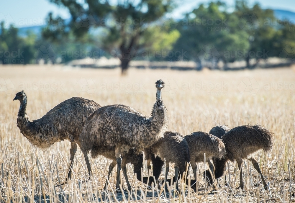 Family group of emus Aussie native birds - Australian Stock Image