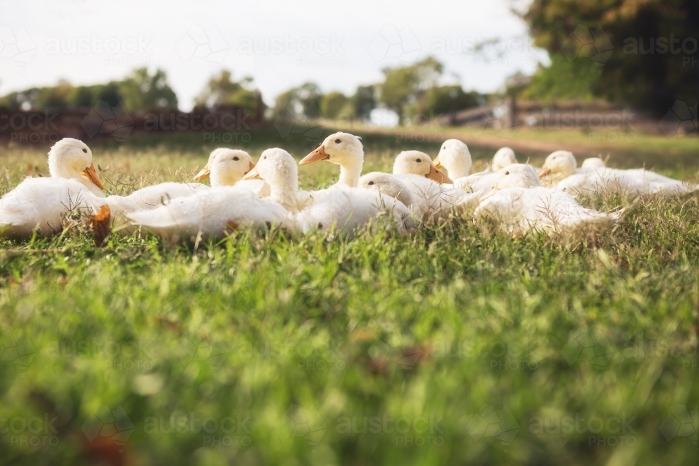 Family of ducklings sitting in the morning sunshine - Australian Stock Image