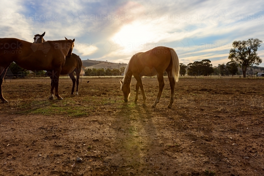 Family of horses grazing the paddock at dusk - Australian Stock Image
