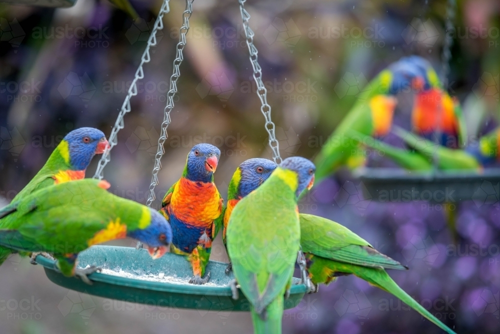 Family of rainbow Lorikeets eating at bird feeder - Australian Stock Image