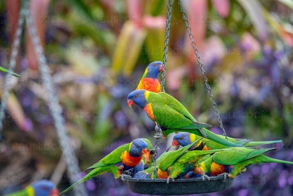 Family of rainbow lorikeets eating at bird feeder - Australian Stock Image