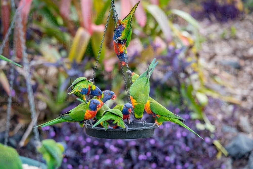 Family of rainbow lorikeets eating at bird feeder - Australian Stock Image