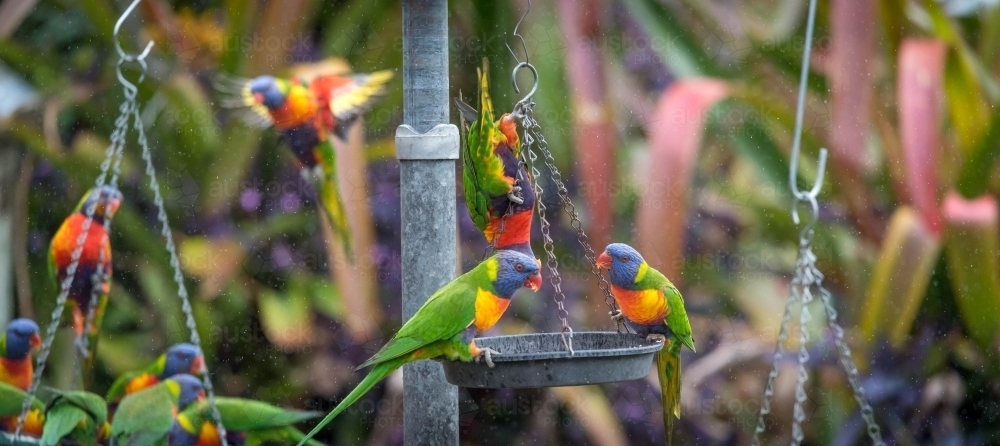 Family of rainbow lorikeets eating at bird feeder - Australian Stock Image