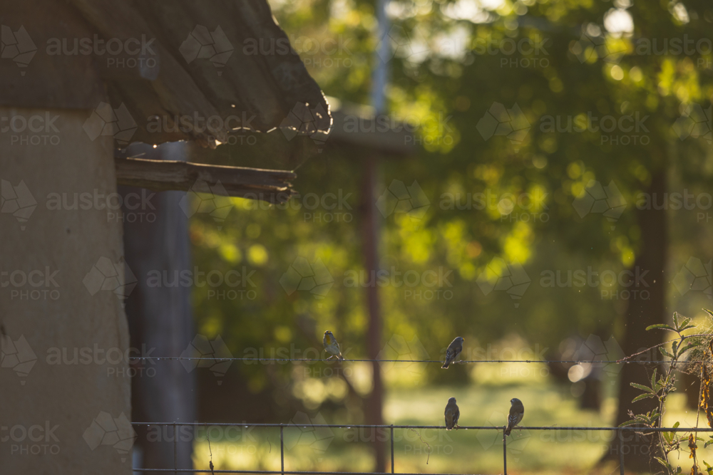 Family of Striated Pardalote birds gathering on fence surrounding rural garden - Australian Stock Image
