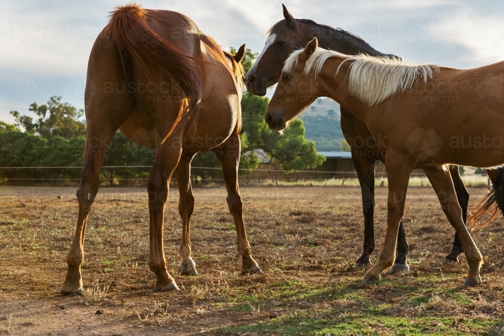 Family of three horses on a farm at sunset - Australian Stock Image