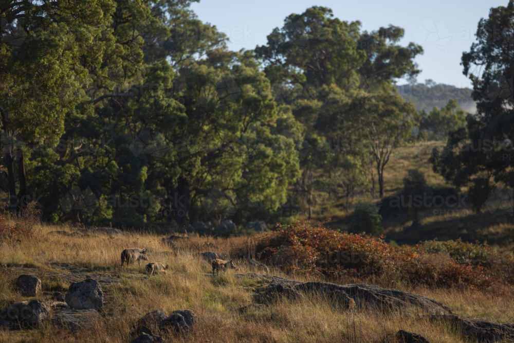 Family of wild pigs roaming in Australian bush setting - Australian Stock Image