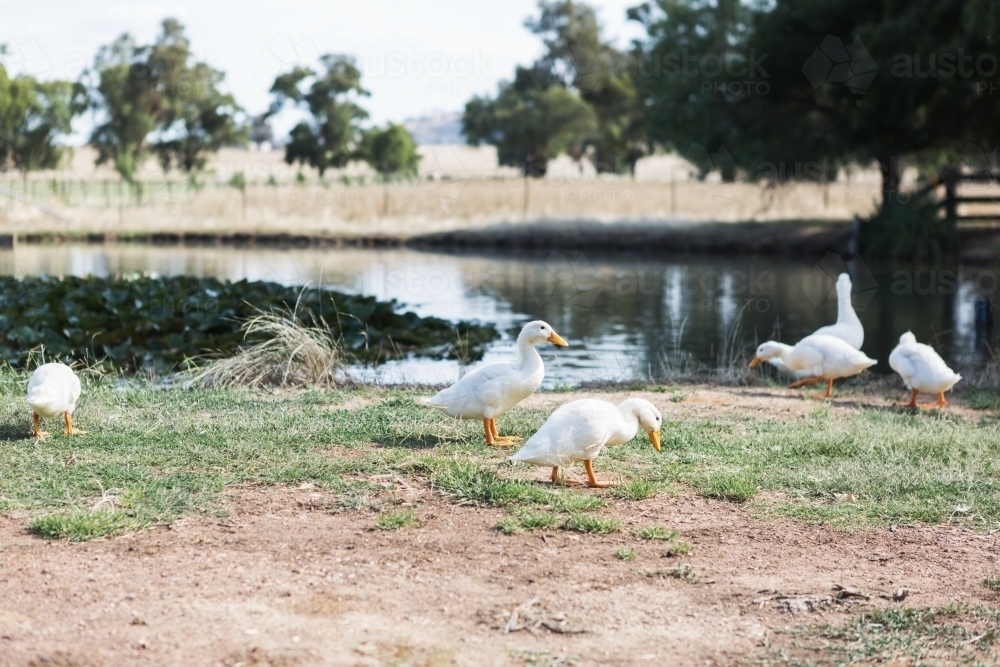 Family of wild white ducks roaming around a farm dam - Australian Stock Image