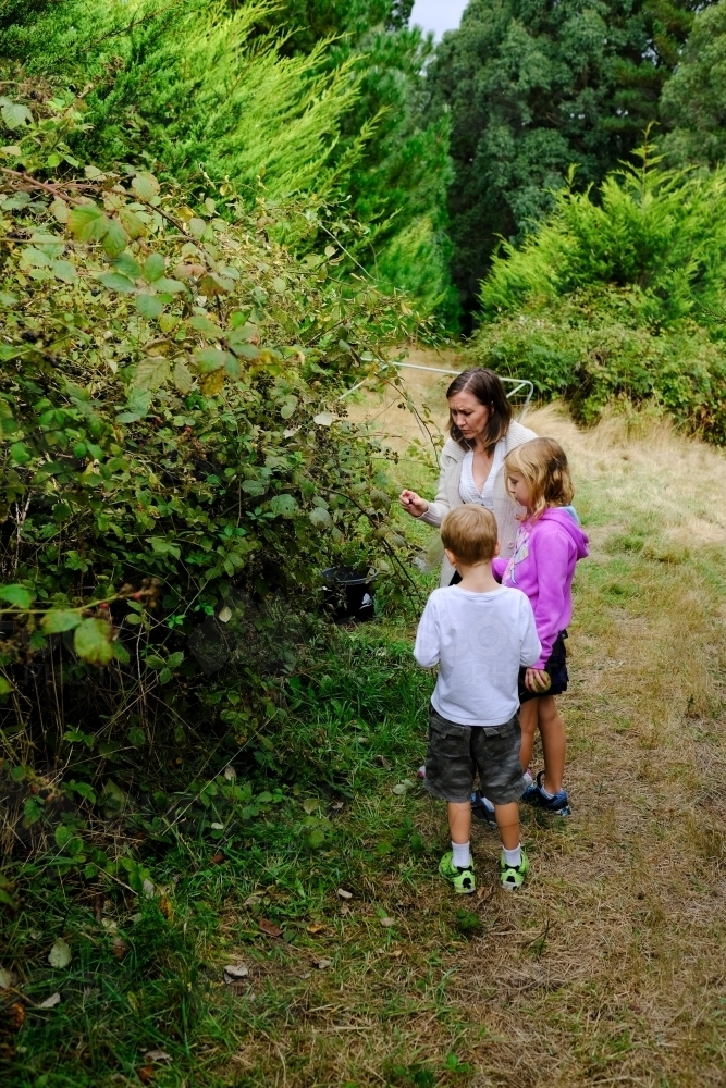 Family picking blackberries from a bush in Victoria - Australian Stock Image