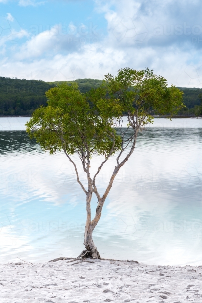 famous tree at lake mackenzie - Australian Stock Image