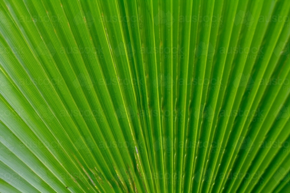 Fan palm close up - Australian Stock Image