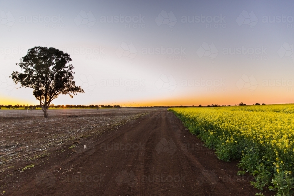 Farm at sunset with canola, dirt road and harvested paddock with tree - Australian Stock Image