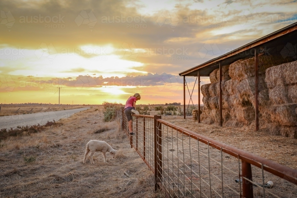 Farm boy climbing fence with hay shed and pet sheep - Australian Stock Image