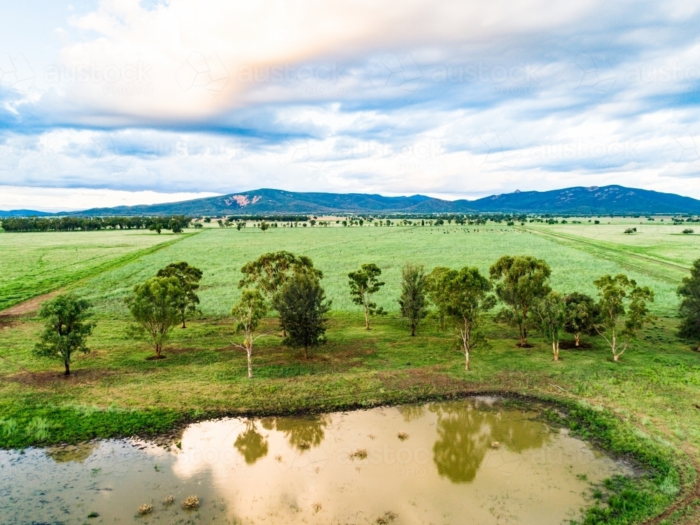 Farm dam at sunset on green farmland - Australian Stock Image