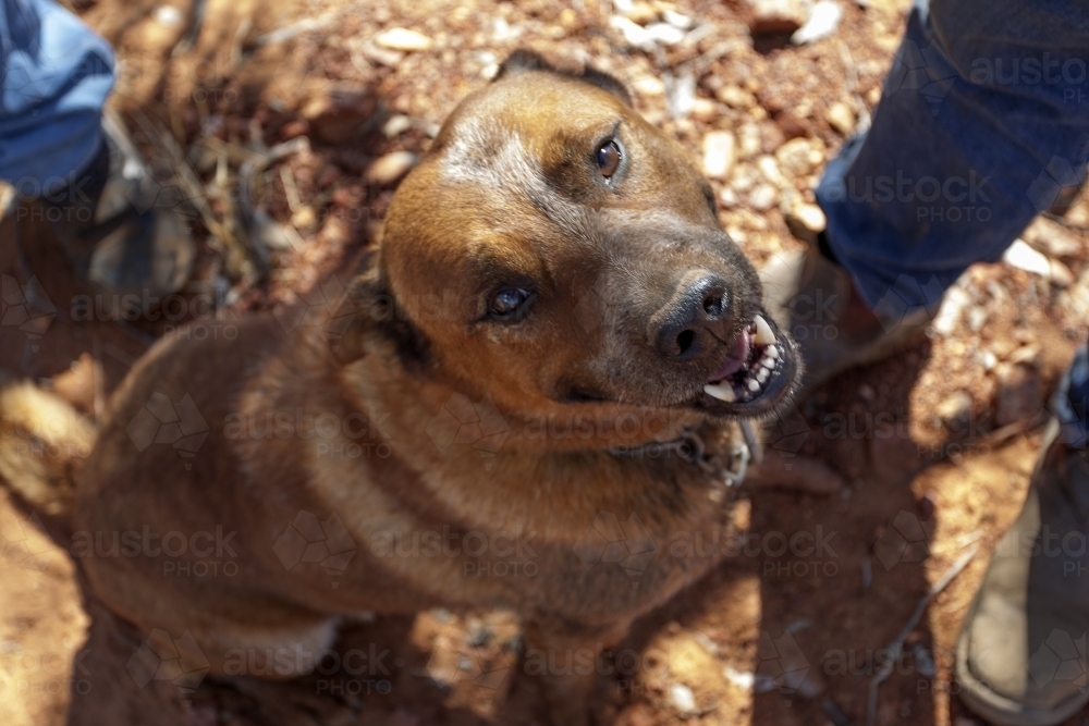 Farm dog looking up at camera - Australian Stock Image