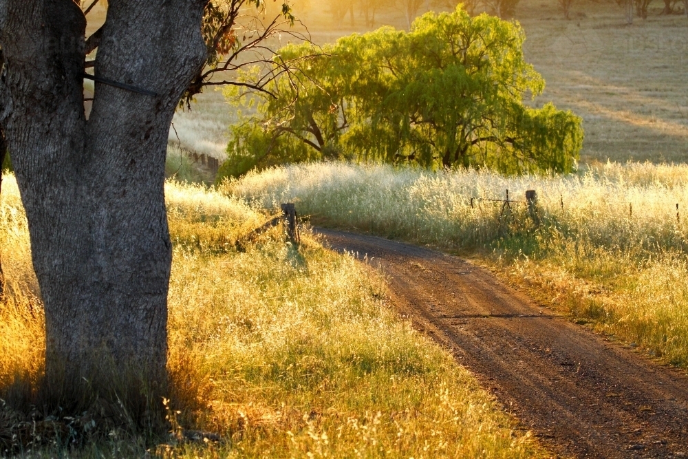 Farm driveway in rural dawn light - Australian Stock Image