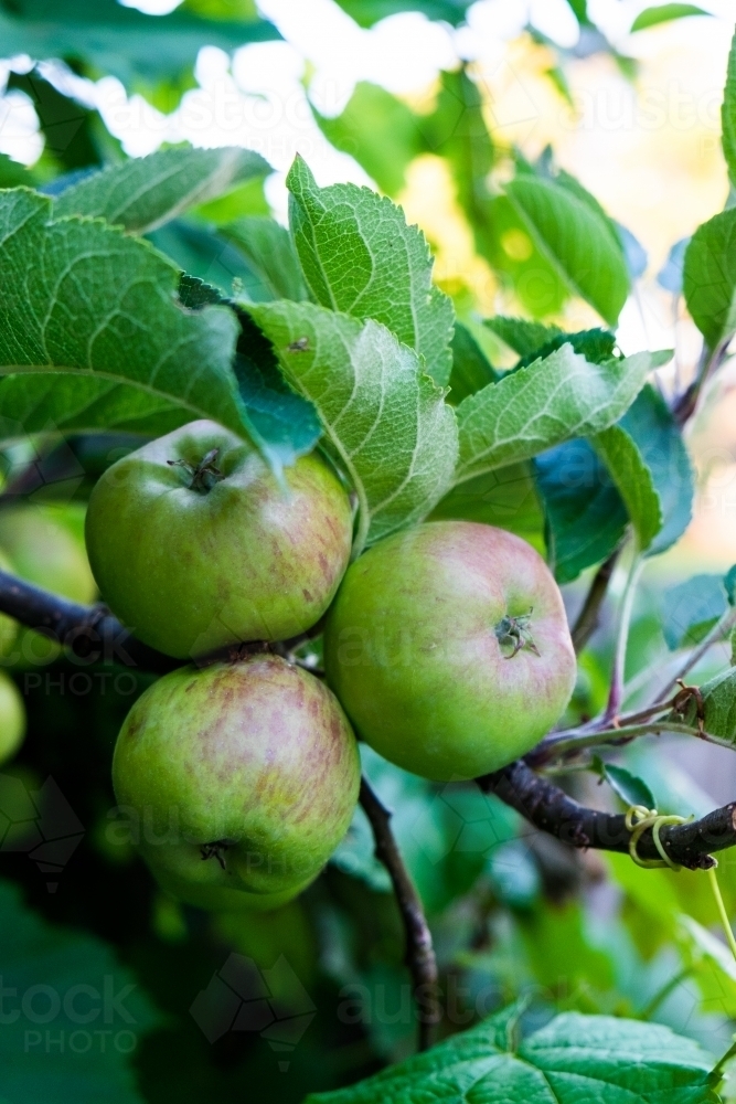 Farm fresh apples still growing on tree branch in orchard - Australian Stock Image